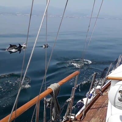 Dolphin Watching in Estepona: What to Expect & How to Book