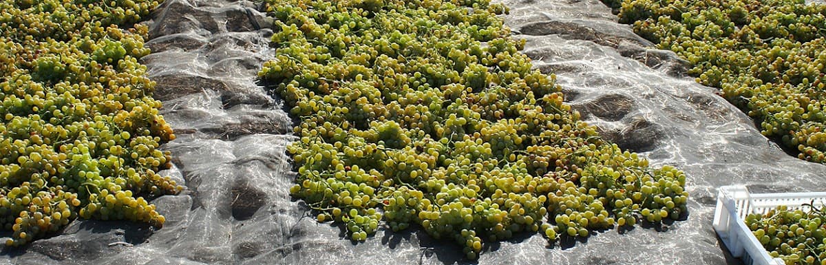 Bodega La Capuchina