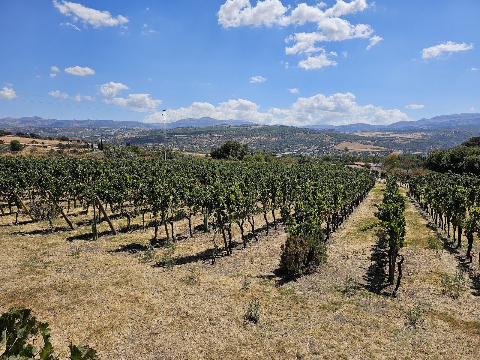 Ronda vendimia