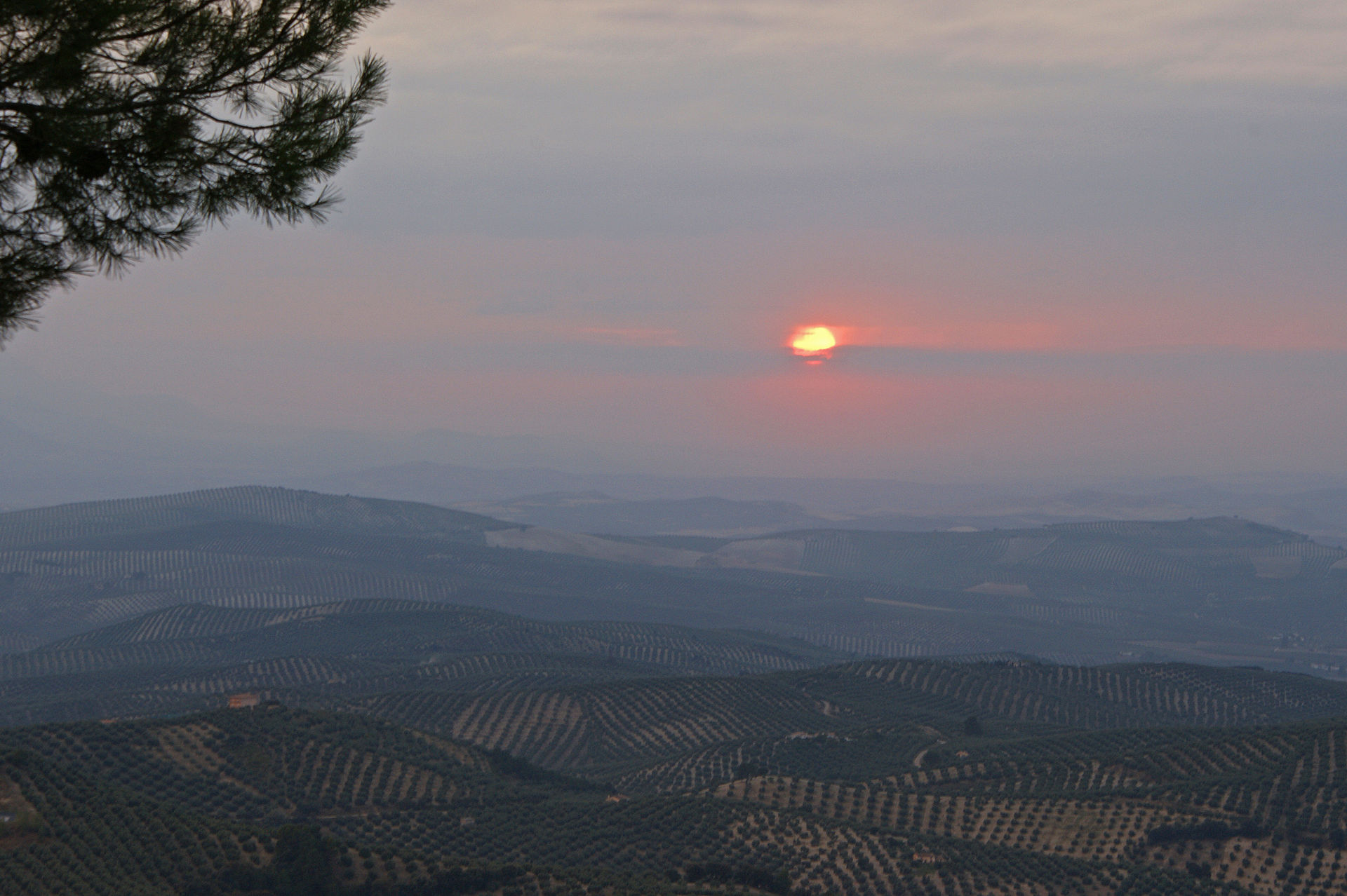Olive Oil Tasting in the Antequera Backcountry: 5 Farms for a Half-Day