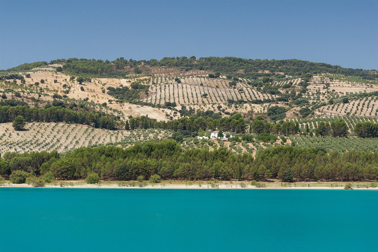 Olive groves in the Málaga backcountry