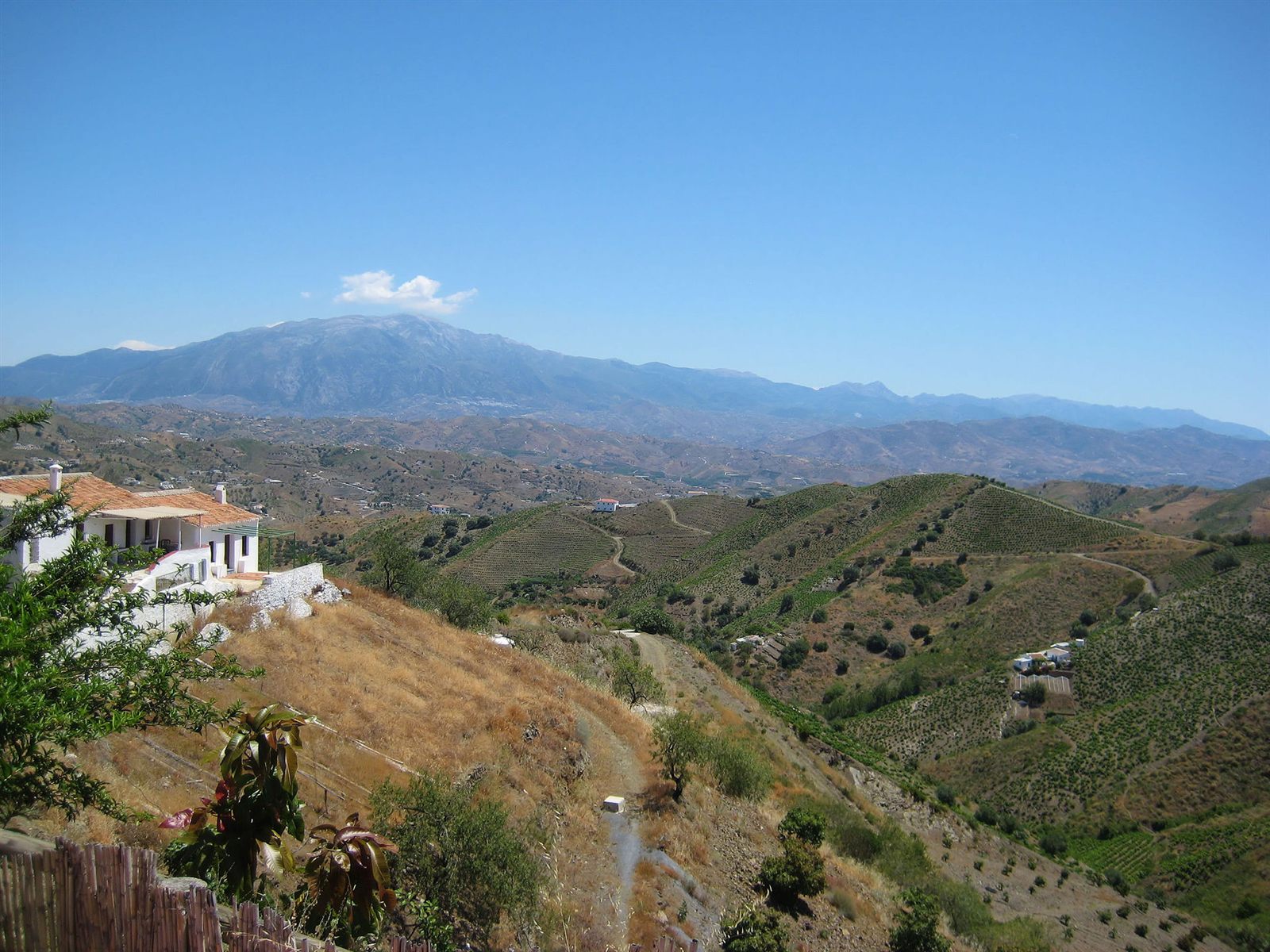 Vineyards in the Málaga backcountry